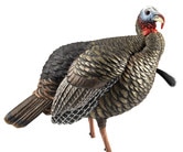 Avian X HDR Jake Turkey Decoy Avian X HDR Jake Turkey Decoy